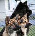 Our Girls