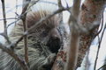 Porcupine