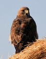 Swainson's Hawk