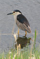 Black Crowned Night Heron