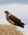 Swainson's Hawk