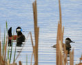 Ruddy Ducks