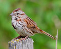 Song Sparrow