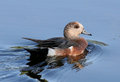 American Wigeon