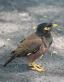 Myna Bird