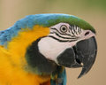Macaw