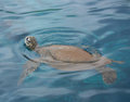 Sea Turtle