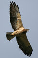 Hawk