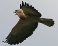Hawk 2