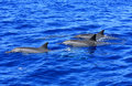 Friends at Sea