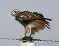 Young Red Tail