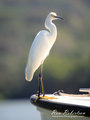 Egret