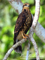 Snail Kite
