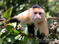 White Faced Monkey