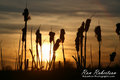 Sunset in Alberta