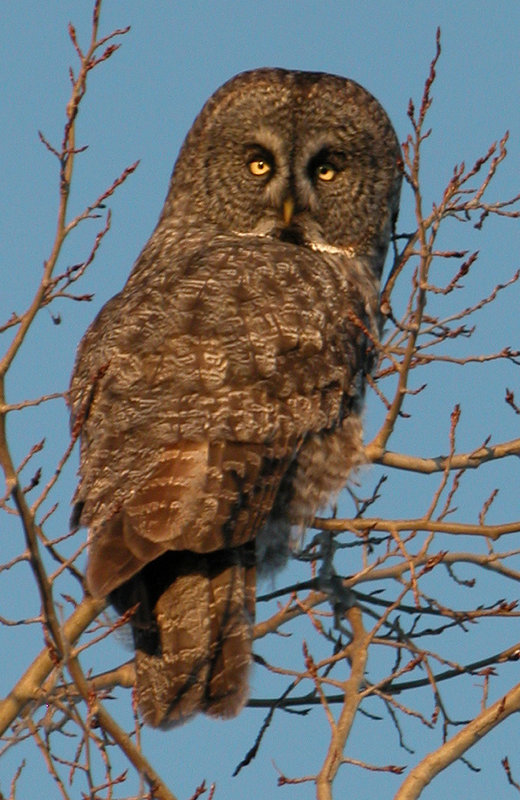 Great Grey Owl