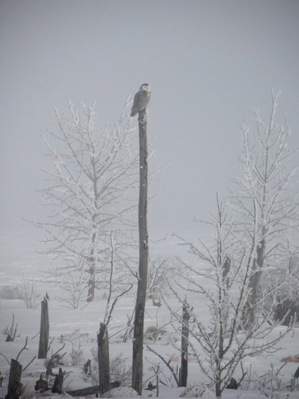 Owl in fog.jpg