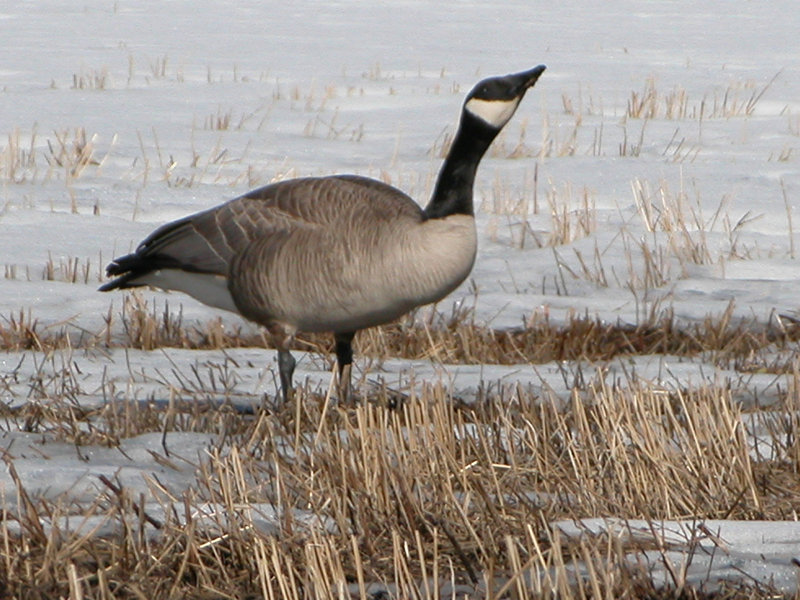 Canada Goose.jpg