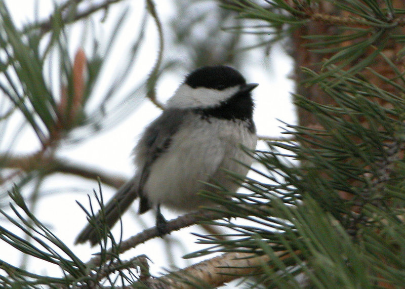 Black Capped Chickadee.jpg