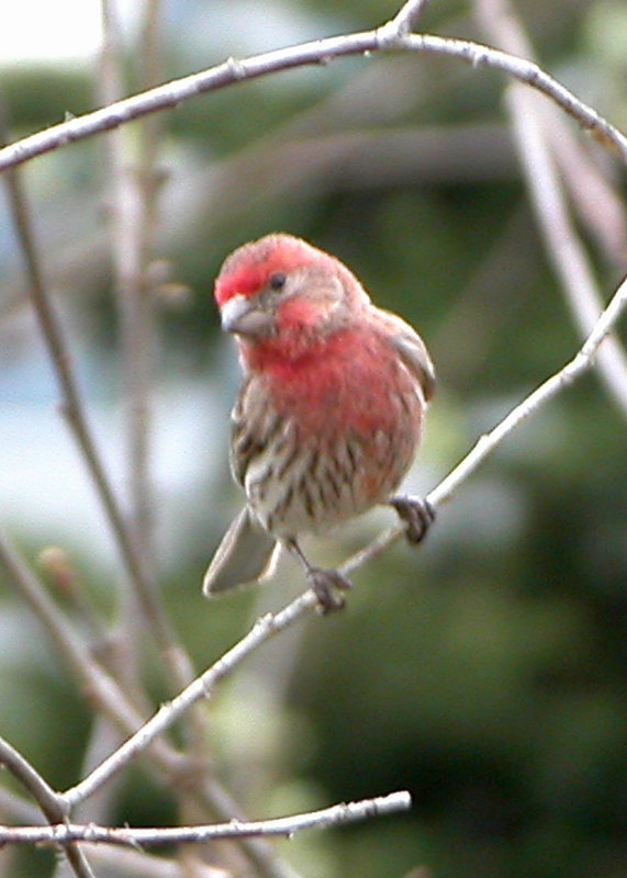 House Finch.jpg