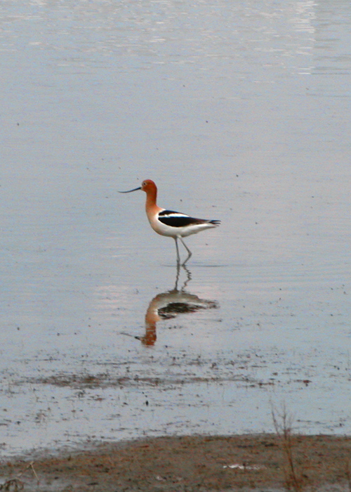 Avocet