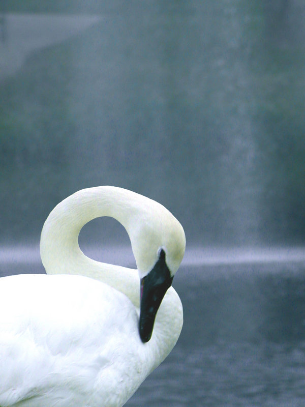 Swan in the Park
