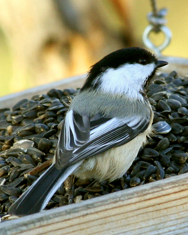 Chickadee