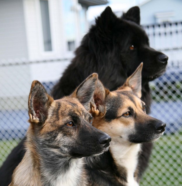 Our Girls