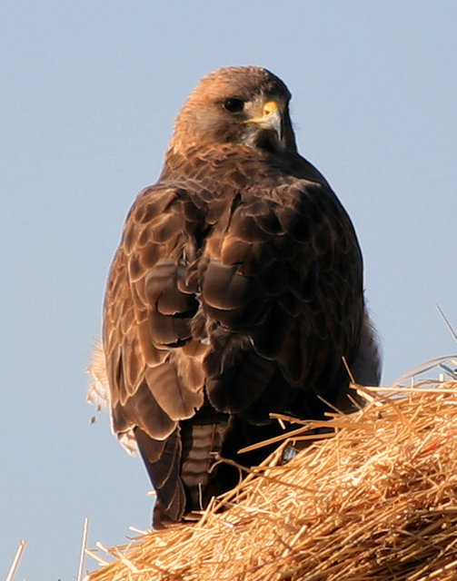 Swainson's Hawk