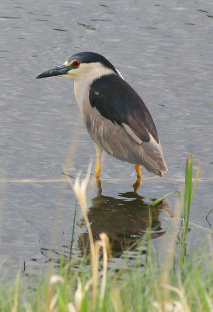 Black Crowned Night Heron