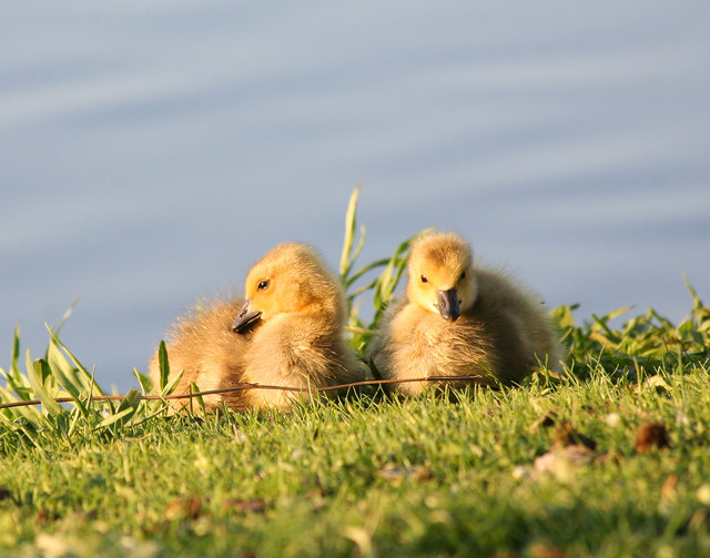 Siblings