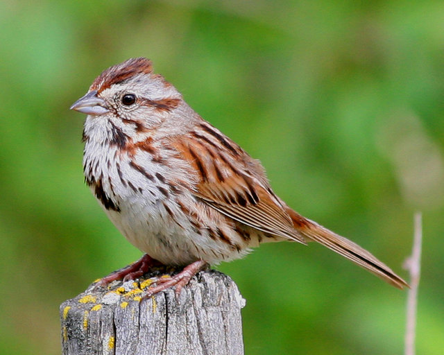 Song Sparrow