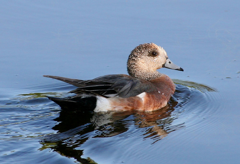 American Wigeon