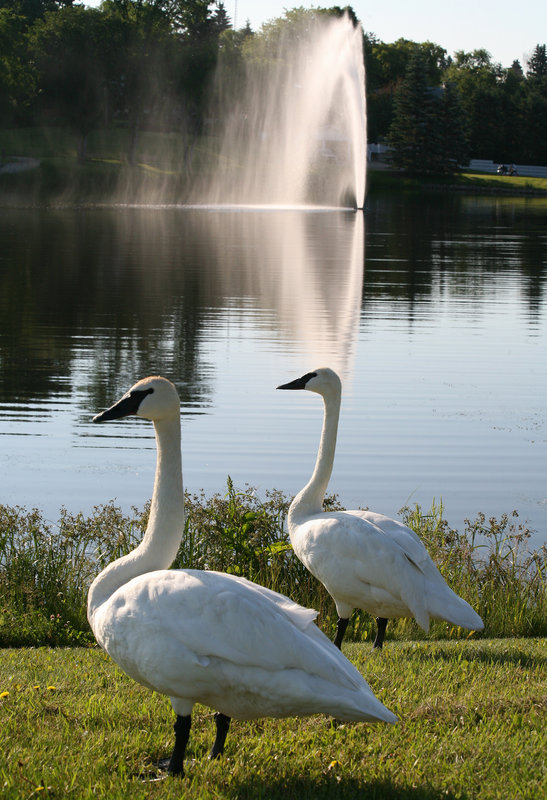 Swans