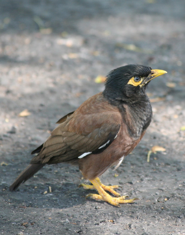 Myna Bird