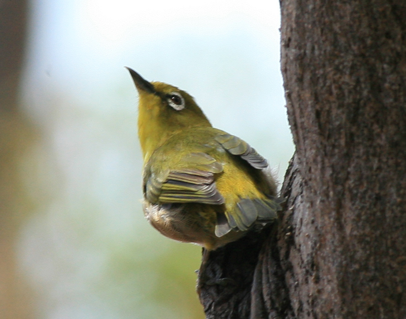 Japanese White Eye