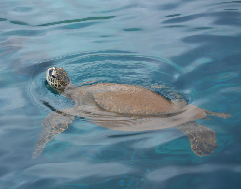 Sea Turtle