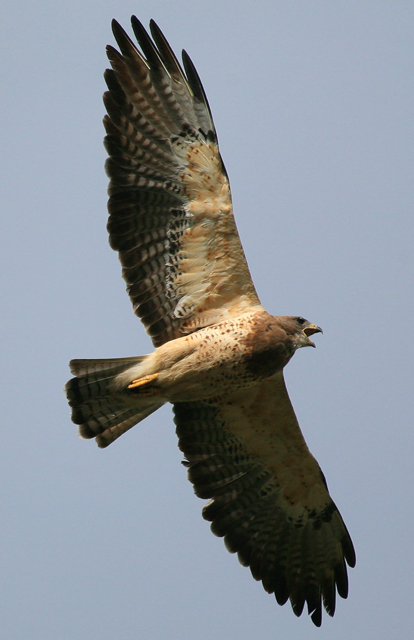 Hawk