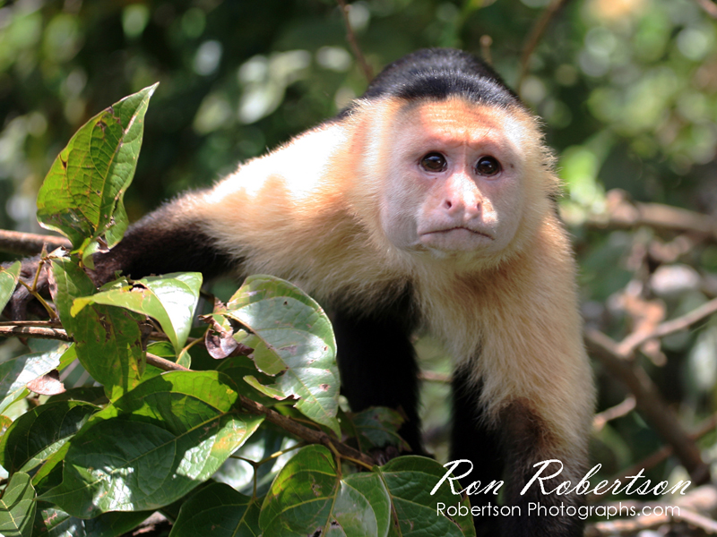 White Faced Monkey