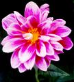 Double Dhalia Pink