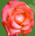 Rose - Orange-Red
