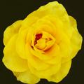 Rose - Yellow