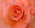 Rose -Orange - Minimal Edit