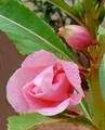 Balsam- Flower & Bud