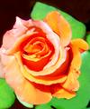 Young  Orange Rose