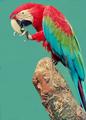 Parrot Multi Colour