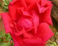 Red Rose