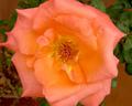 Orange Rose - Full Bloom