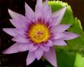 Lotus ( Water Lily) - Purple