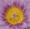 Lotus Purple - Close-up